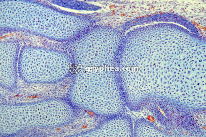 Pied embryon de Souris x40 - gryphea.com